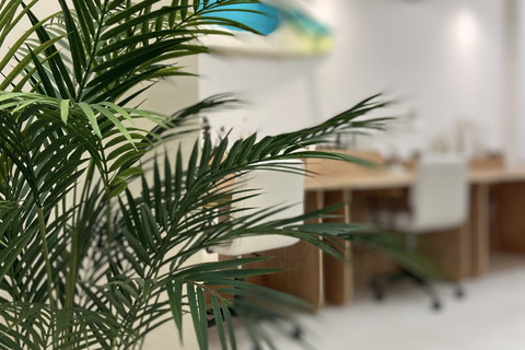 a plant in a room