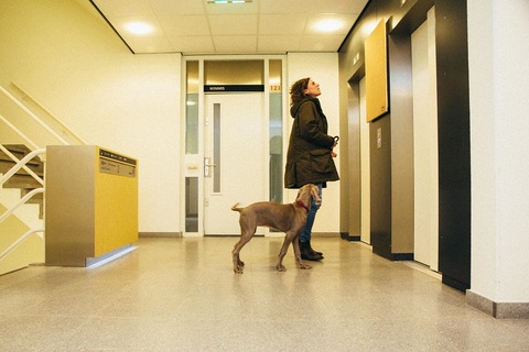 a dog standing in front of a mirror posing for the camera
