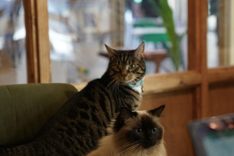 a cat sitting on top of a wooden table