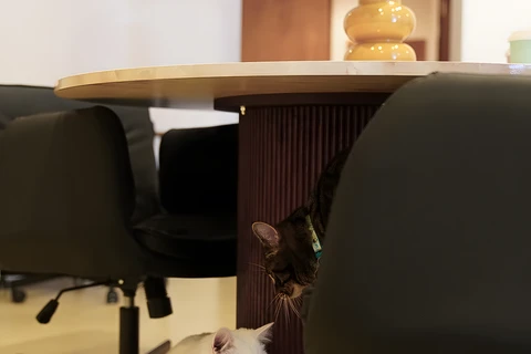 a cat sitting on a chair in a room