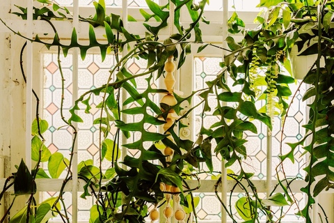 a vase of flowers on a plant
